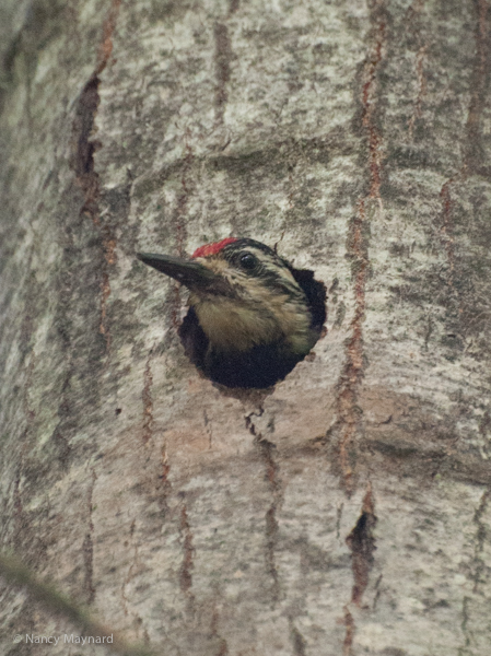 Woodpecker (yellow bellied sapsucker?) in nest