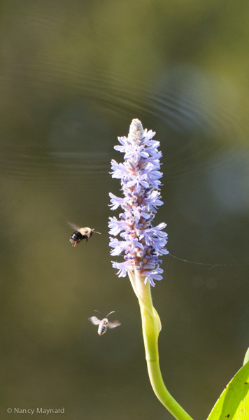 Pickerel weed with a bee and a moth.