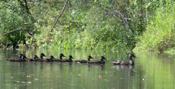 Black (?) ducks on Mink Brook