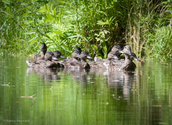 Black (?) ducks on Mink Brook 