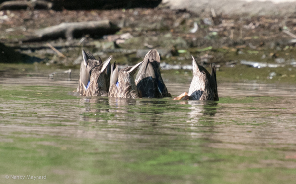 Bottoms up -- ducks feeding