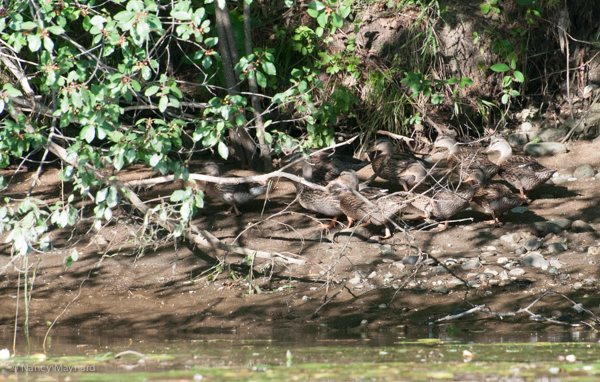 A flock of ducks hiding on shore