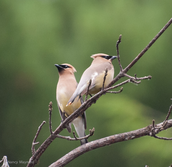 Cedar waxwings 