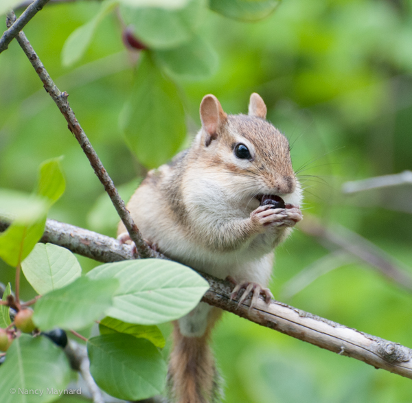 Chipmunk eating berries