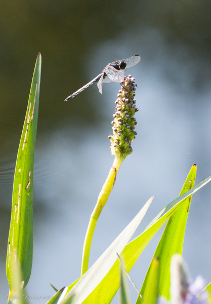 dragon fly on pickerel weed