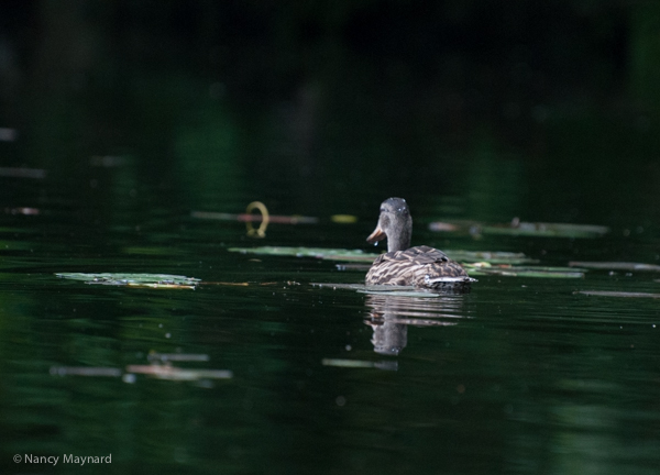duck swimming away