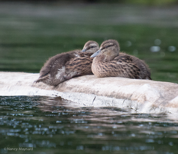 Ducklings - Connecticut River