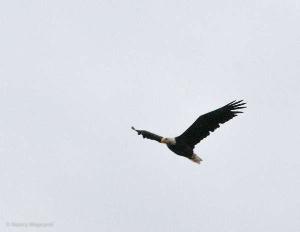 bald eagle