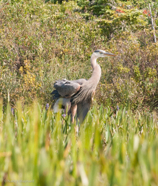 Great blue heron stretching his wings.