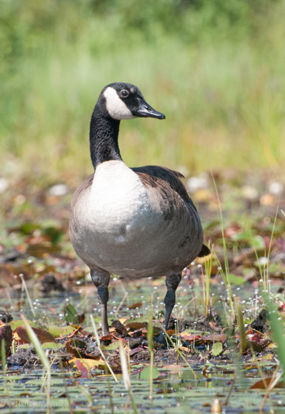 Canada goose