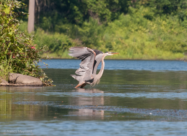 Great blue heron - Hartland