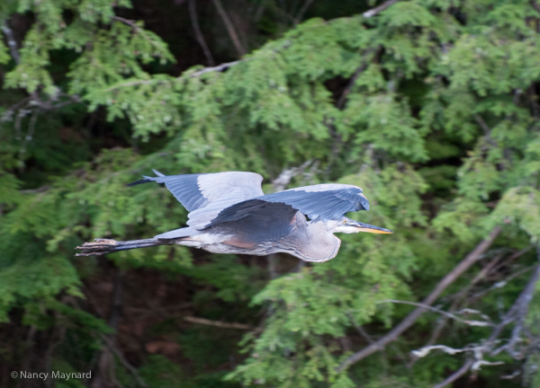 Great blue heron