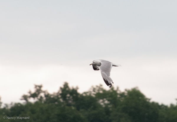 Herring gull - Connecticut River