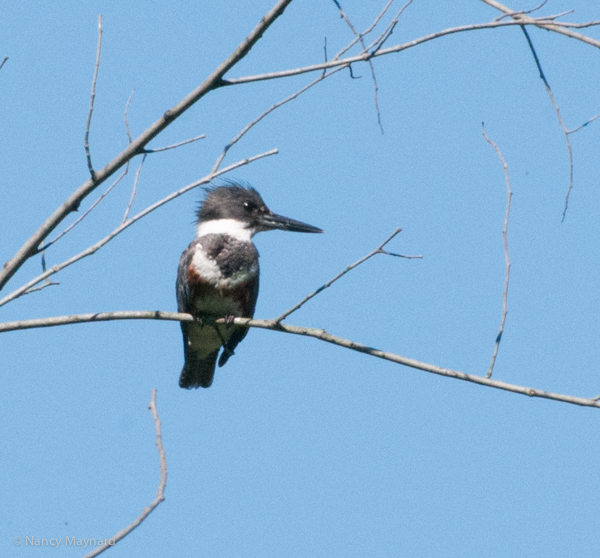 Kingfisher - Hartland