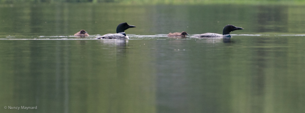 Loon  parents and 2 babies 