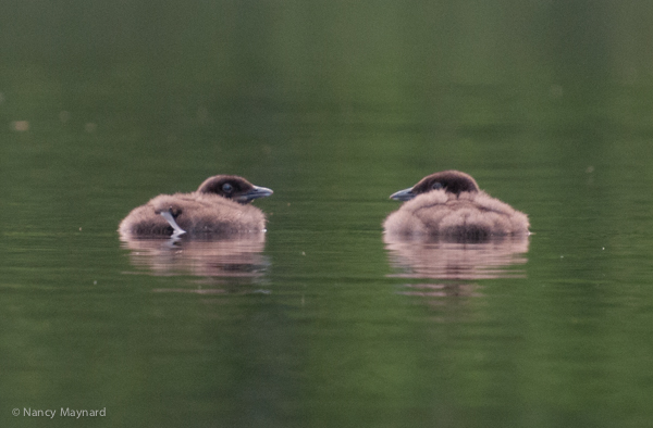 Baby loons 