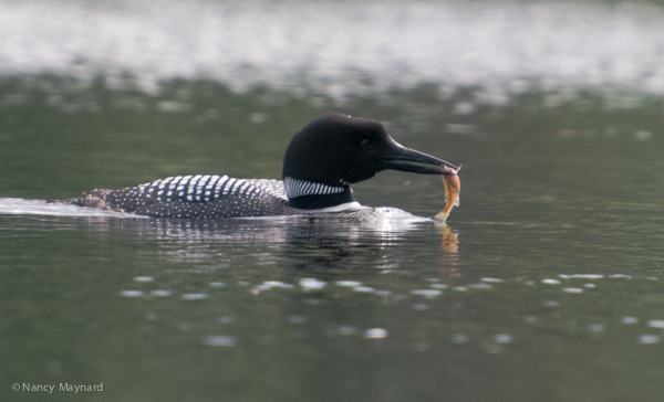 loon with fish