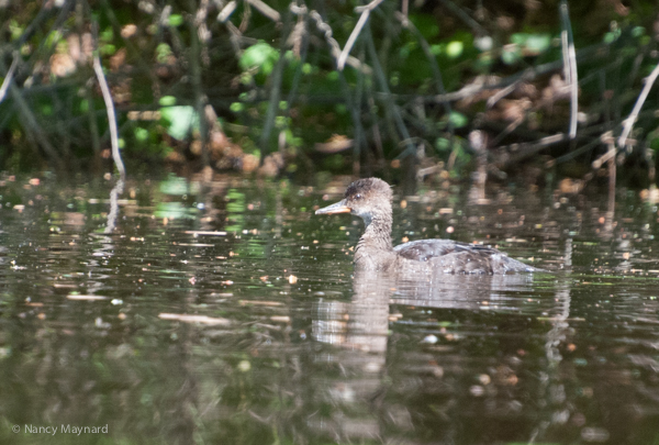 Young duck (merganser?). He's a loner, neither sibs nor parent around. We have seen him 3 times now.
