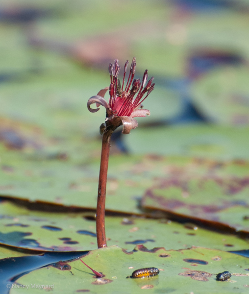 Not sure what this flower (seed pod?) is.