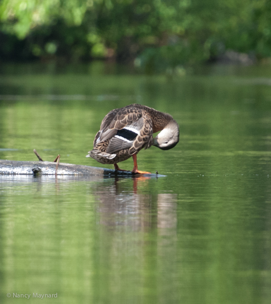 Mallard preening- Connecticut River, Lebanon, NH 