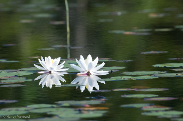 water lilies.