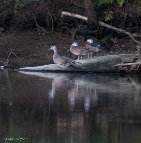 Wood ducks