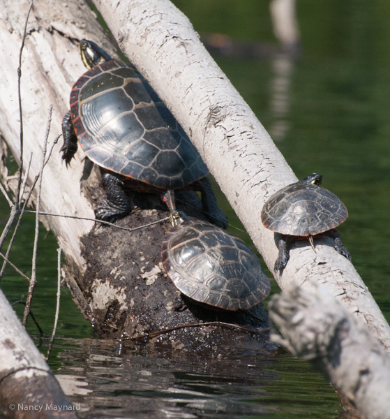3 turtles in different sizes-- North Hartland