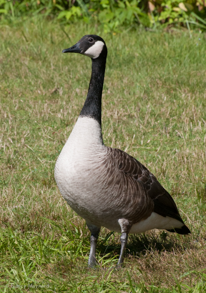 Canada goose