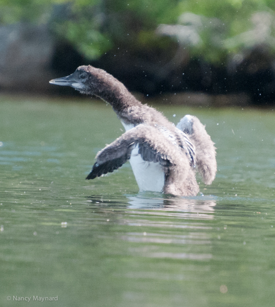 Older baby loon stretching his wings