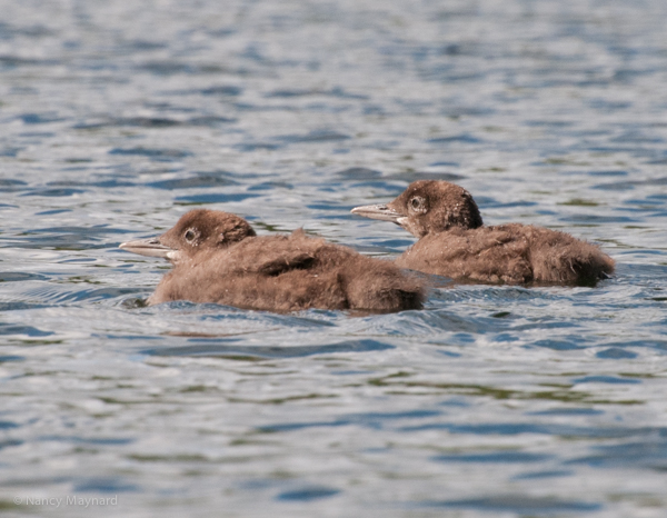Twin baby loons
