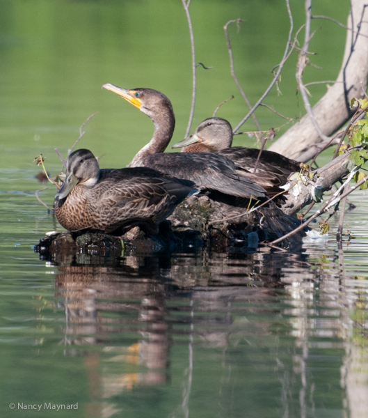 Two ducks and a cormorant.