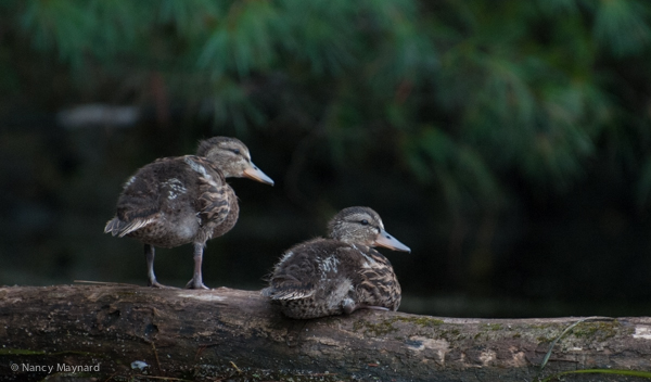 Ducklings -- Lebanon, NH