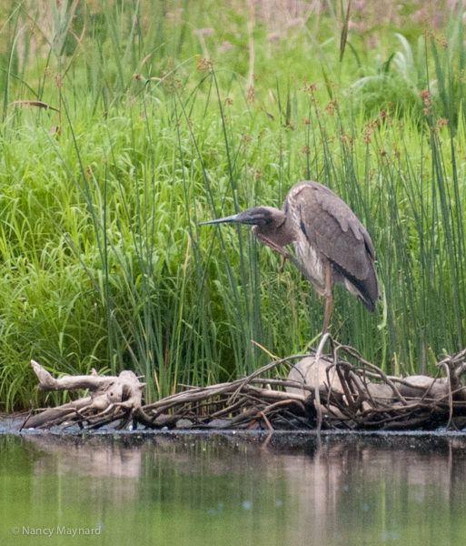 Immature great blue heron scratching his face.