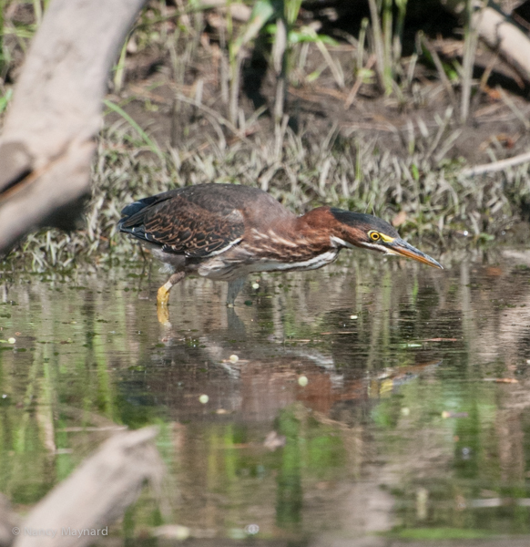 green heron fishing