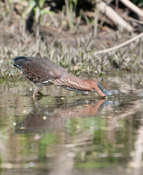 young green heron fishing