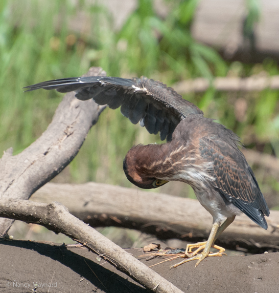 Preening