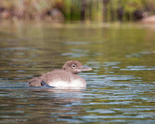 Young baby loon on it side.