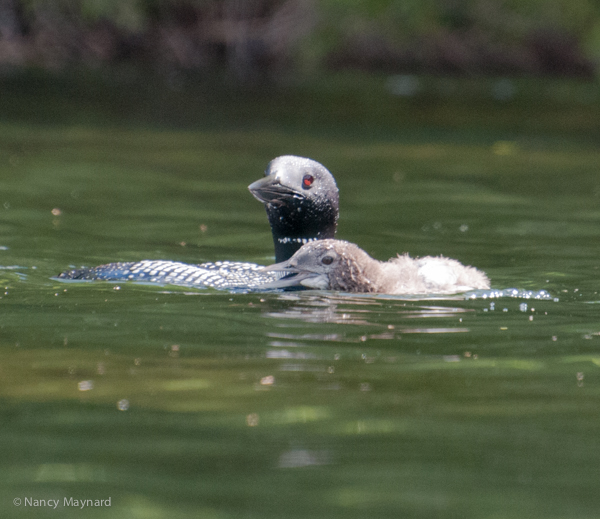 Parent and young loon