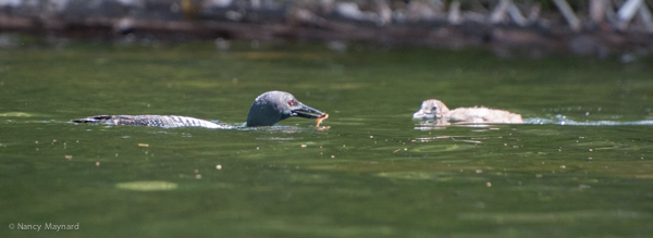 Parent feeding young loon.