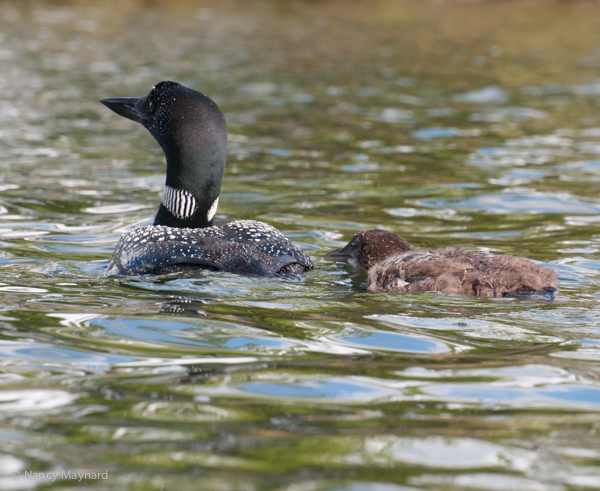 Young loon with its parent.
