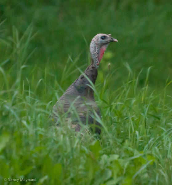 Turkey in the front yard