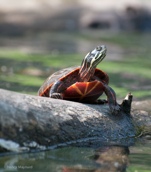 Turtle -- North Hartland, VT
