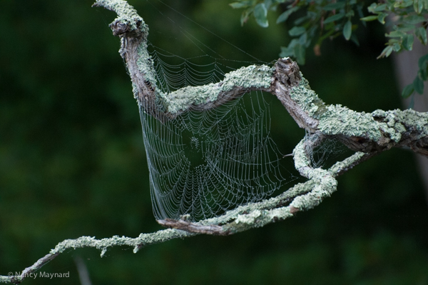 Spider's web -- Lebanon, NH 