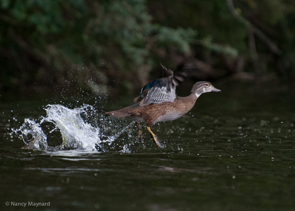 Wood duck taking off