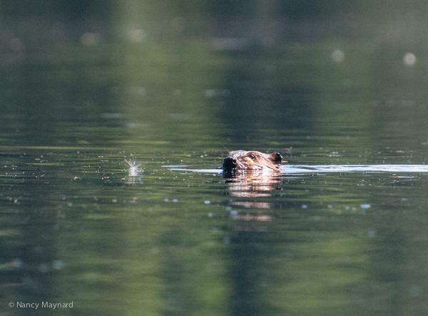 Beaver