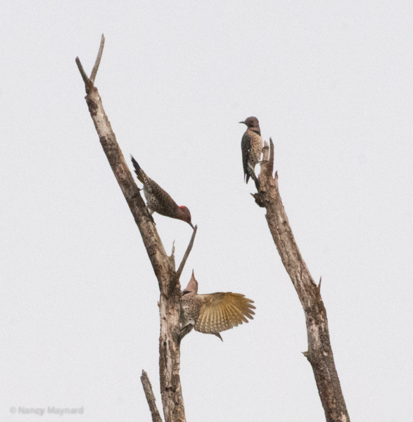 Yellow-shafted flickers 