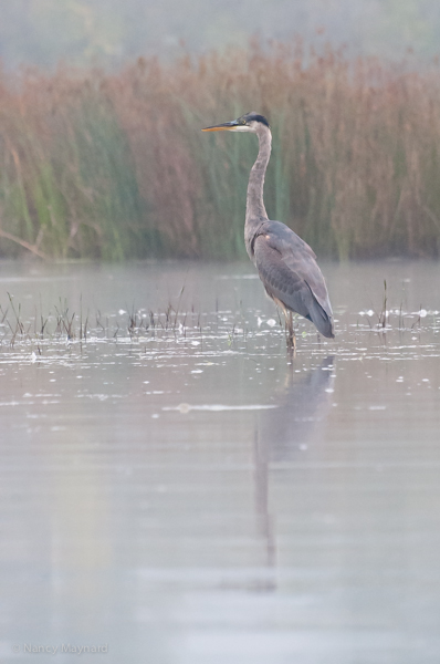 Great blue heron, reflected.