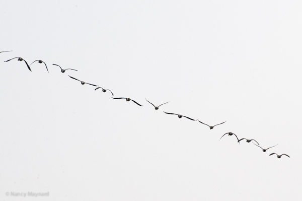Geese in a line