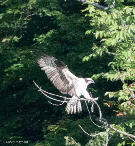 Osprey landing