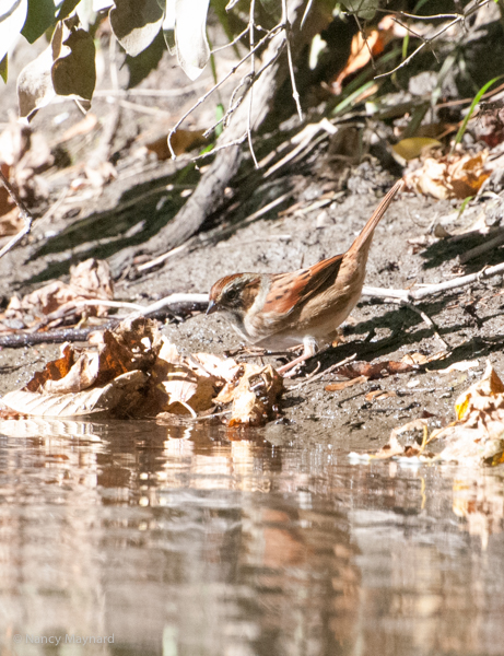 A swamp (?) sparrow going down to the river to take a bath